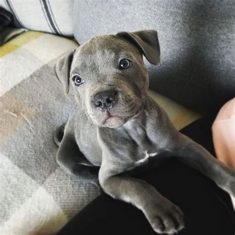 Blue staffie. Things To Know About Blue staffie. 